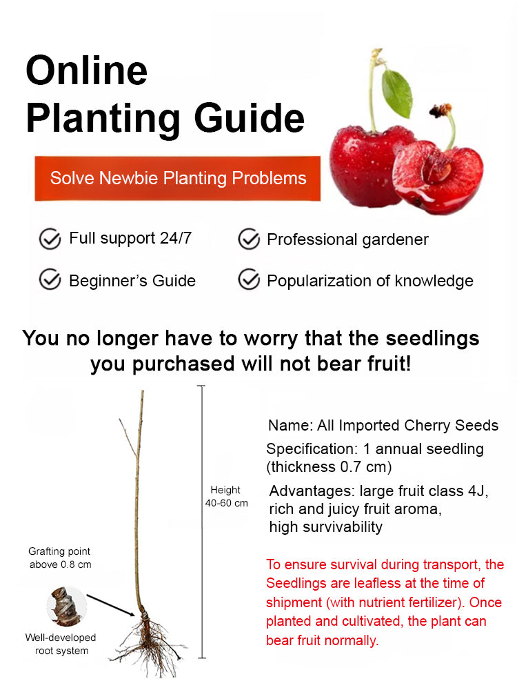 【No fruit, full refund】 This cherry is a hybrid of Japan's finest Sato Nishiki variety and Washington's Bing cherry.