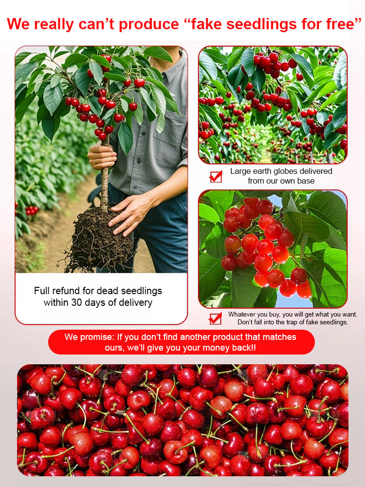 【No fruit, full refund】 This cherry is a hybrid of Japan's finest Sato Nishiki variety and Washington's Bing cherry.