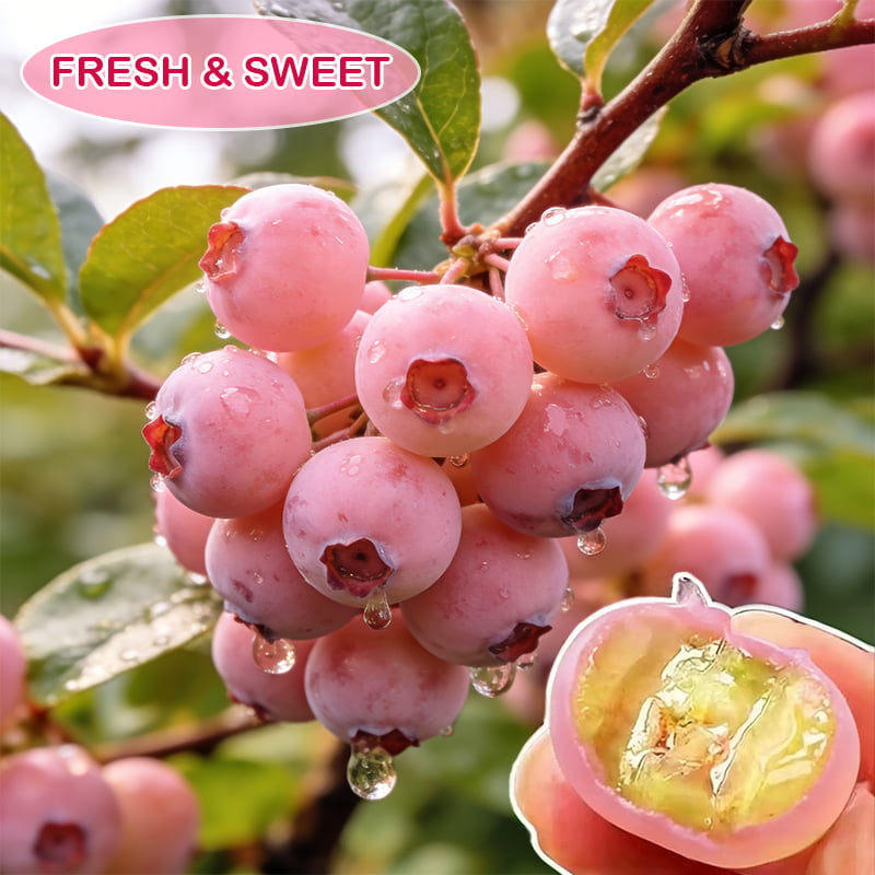 🔥50K+ SOLD!💟Premium Pink Blueberry Seeds -😋A Uniquely Delightful Taste Main image