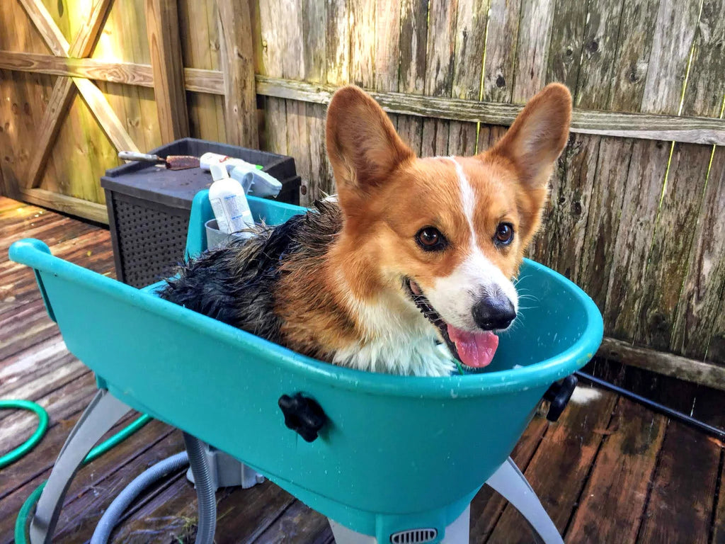 💥Last Day For Clearance🚀The Most Elegant, Convenient And Functional Dog Bath