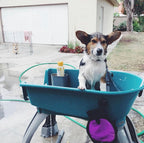💥Last Day For Clearance🚀The Most Elegant, Convenient And Functional Dog Bath