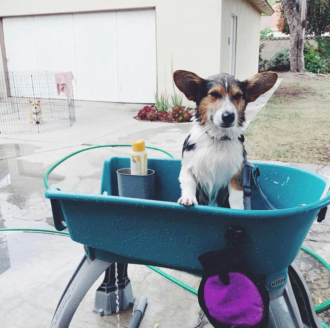 💥Last Day For Clearance🚀The Most Elegant, Convenient And Functional Dog Bath