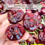 【No fruit, full refund】 This cherry is a hybrid of Japan's finest Sato Nishiki variety and Washington's Bing cherry.