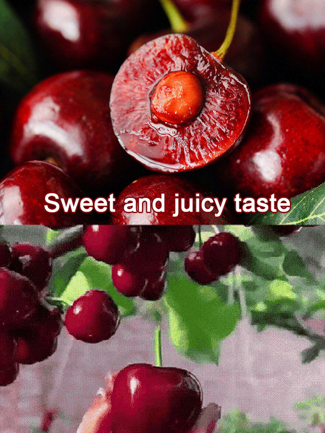 【No fruit, full refund】 This cherry is a hybrid of Japan's finest Sato Nishiki variety and Washington's Bing cherry.