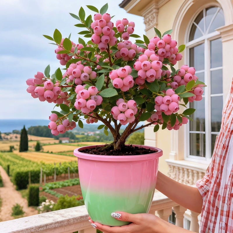 🔥50K+ SOLD!💟Premium Pink Blueberry Seeds -😋A Uniquely Delightful Taste Secondary image