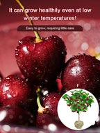【No fruit, full refund】 This cherry is a hybrid of Japan's finest Sato Nishiki variety and Washington's Bing cherry.