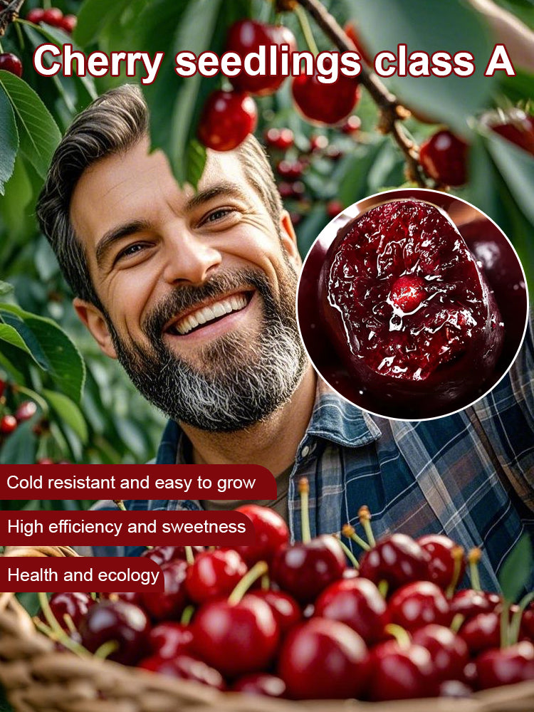 【No fruit, full refund】 This cherry is a hybrid of Japan's finest Sato Nishiki variety and Washington's Bing cherry. Main image