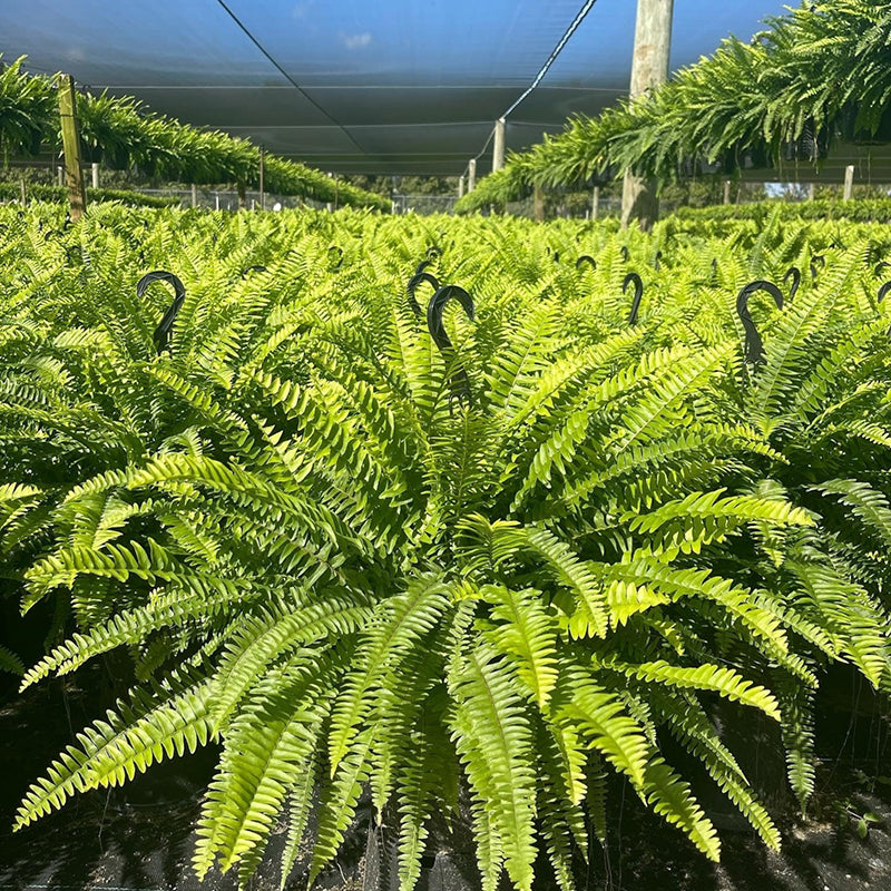 🔥 $9.96 On Sale Only Today 🌱 UV-Resistant Lifelike Artificial Boston Fern Secondary image